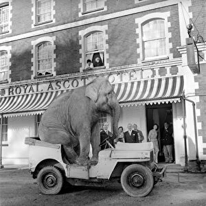 Elephant driving car. 1960 C34-008