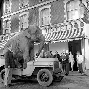 Elephant driving car. 1960 C34-010