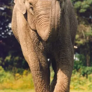 An elephant guarding a child An elephant guarding a child