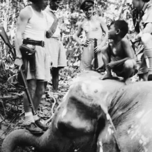 Elephant hunt in Bengal. Elephant shot by R. A. F airmen. 3rd July 1944 Elephant hunt in Bengal. Elephant shot by R. A. F airmen. 3rd July 1944