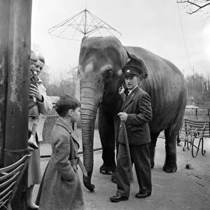 An elephant at London Zoo. 29th December 1954