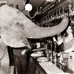 An Elephant at the Pub Print circa 1971 An Elephant at the Pub Print circa 1971