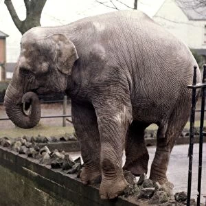 An elephant stands on the wall at Bellue Vue Zoo in Belfast January 1971