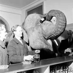 Print of an Elephant Visiting a Pub Print of an Elephant Visiting a Pub