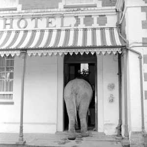 Elephant visit pub and orders drinks. 1960 C34B-007