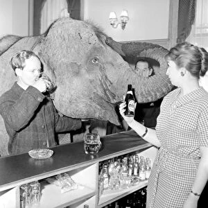 Elephant visit pub and orders drinks. 1960 C34B