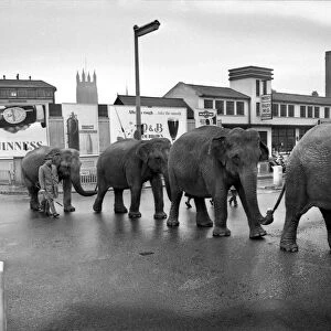 Elephants from Sir Robert Fossetts circus paraded through the streets of Royal