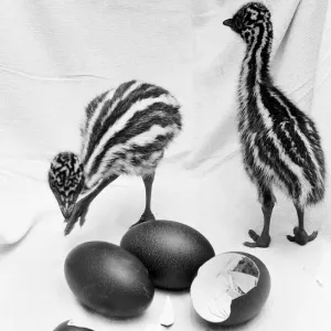 Emu chicks seen here at Chester Zoo shortly after hatching 11th February 1988 Emu chicks seen here at Chester Zoo shortly after hatching 11th February 1988
