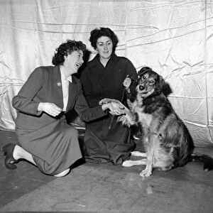 Enid Blyton (far left) shakes hand with the dog selected for the part in "