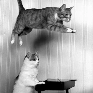 Entertaiment Animals CatsAugust 1987 Ginger Tom Oliver is well known for his leaps
