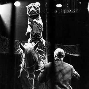 Entertainment Animal Circus December 1969 Harry Bella Horse riding Tiger rides sam