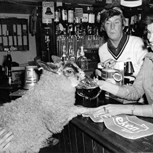 Eric the six-month-old lamb with Alan and Sheila Maughan