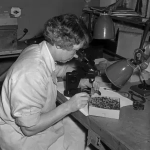 Esterbrook Pen Factory 1967 Print: Modified Nibs Under Inspection