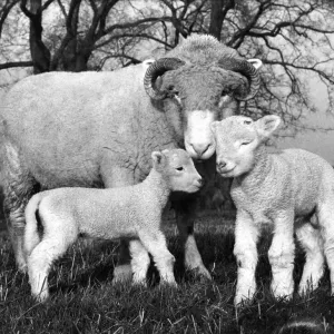 Ewe with twin lambs. December 1965 P004142 Ewe with twin lambs. December 1965 P004142