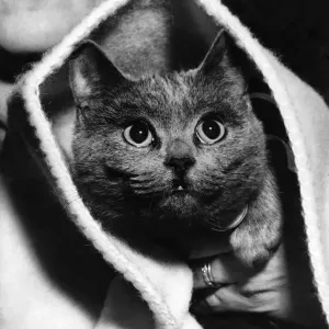 The Eyes Have It: Hey diddle diddle a cat and a riddle are posed in this picture of