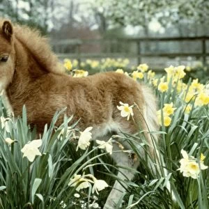 A Falabella miniature foal at Kilverstone Wildlife Park May 1983 animal