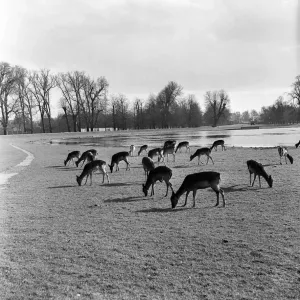 Fallow Deer in Bushy Park Print, London 1954