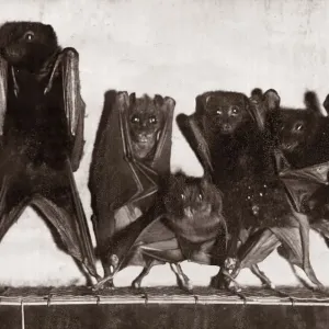A family of Bats hanging from the roof of their cage January 1929 A family of Bats hanging from the roof of their cage January 1929