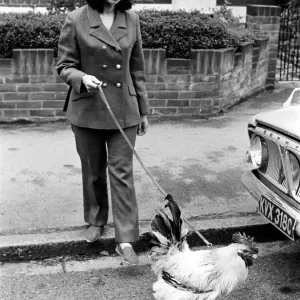 Family pet Cockerel. 1964 C123-021