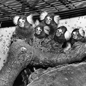 A family of South American marmosets. sitting on a tree trunk in their cage at Chester