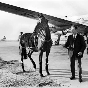 Famous racehorse Arkle arrives at Gatwick airport. October 1969