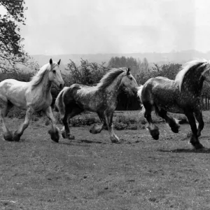 Four of the famous Shire Horses used for beer deliveries in Central London started a Four of the famous Shire Horses used for beer deliveries in Central London started a