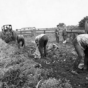 Farm Hands potato or tattie picking on a farm in October 1962