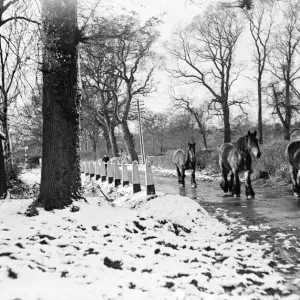 Farm horses pictured in the snow at Shenley, Hertfordshire, January 1935 Farm horses pictured in the snow at Shenley, Hertfordshire, January 1935