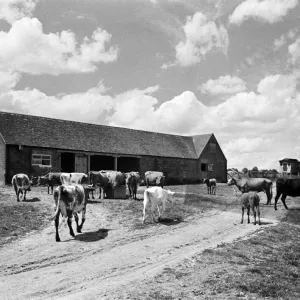 Farm scene at Whipsnade, Bedfordshire. 22nd June 1945 Farm scene at Whipsnade, Bedfordshire. 22nd June 1945