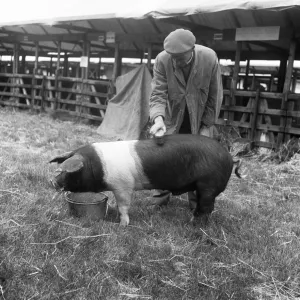 Un fermier donne à son British saddleback une rapide brossée avant de l'exposer dans le ring. Un fermier donne à son British saddleback une rapide brossée avant de l'exposer dans le ring.