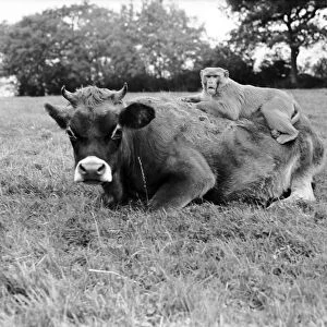Farmer Herbert Browning of Woodmancote, Sussex, never has any worries about the safety of