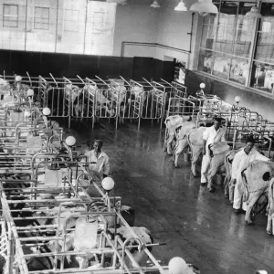 Farmers with cows at a milking parlour at a dairy farm. June 1939 P004478 Farmers with cows at a milking parlour at a dairy farm. June 1939 P004478