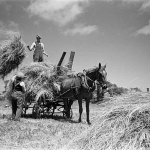 Farmers working on the island of Sark, Channel Islands July 1947 Farmers working on the island of Sark, Channel Islands July 1947