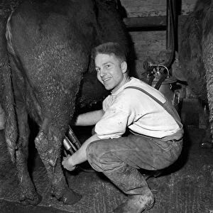 Farming: Dairy: Man seen here milking a cow. Circa 1955