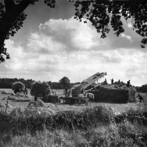 Farming: Harvest. Stacking corn in Norfolk. September 1946 P004477