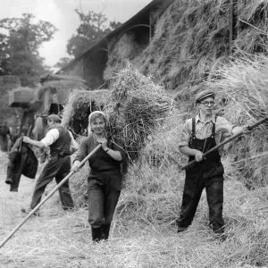 Farming: Haymaking. October 1953 P003531 Farming: Haymaking. October 1953 P003531