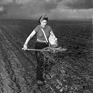 Farming: Sow seeds using a fiddle. February 1941 P004488