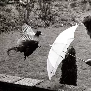 Fearless Freddy the Pheasant is chased off with an umbrella by housewife Joan Loades