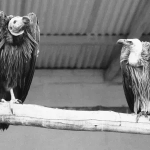 Fed up and far from home, these two vultures express thair views of the British weather