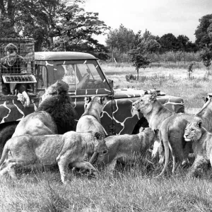 Feeding tiem and David Dunn protected by a cage aboard a Land Rover throws meat to Feeding tiem and David Dunn protected by a cage aboard a Land Rover throws meat to