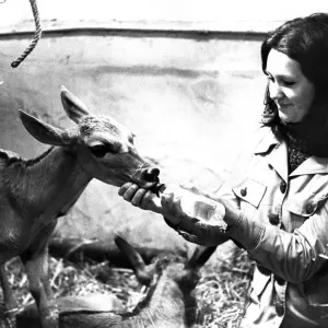 Feeding time is fun at Pets Corner at Lambton Pleasure Park in April 1974 Feeding time is fun at Pets Corner at Lambton Pleasure Park in April 1974