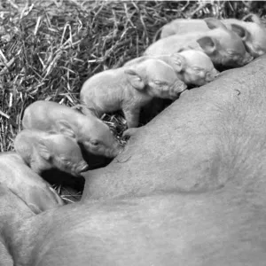 Feeding time for this litter of piglets Feeding time for this litter of piglets