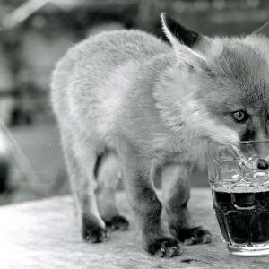 Fergie the orphan Fox drinking a pint of beer at the Red Lion pub in Little Missengden in