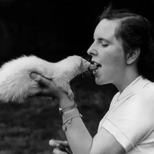 Ferret called Jimbob eats from the lips of owner September 1952 Miss Anne Jones of