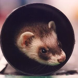 A ferret coming out of a tunnel