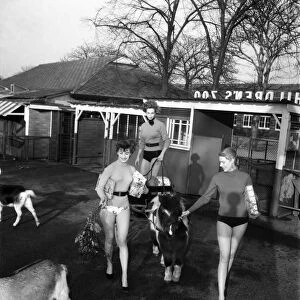 Film starlets at the Zoo. Sylvia Russell, Jean Marsh Lillanor Knudsen. December 1952 D37