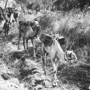 The first battalion of Ethiopian troops led by an Australian Officer and four NCO The first battalion of Ethiopian troops led by an Australian Officer and four NCO