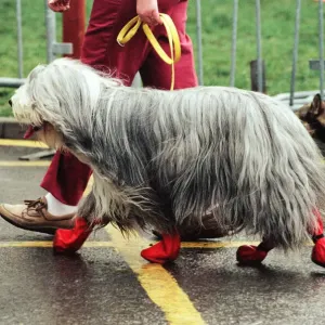 The first day of Crufts, held at the NEC. 9th January 1991 The first day of Crufts, held at the NEC. 9th January 1991