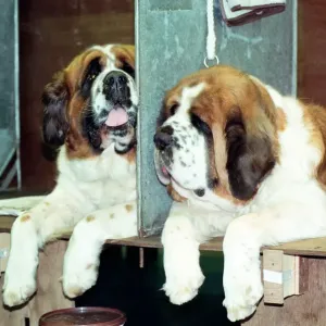 El primer día de Crufts, celebrado en el NEC. 9 de enero de 1991.