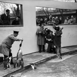 The First Emperor Penguin Print at London Zoo, 1950 The First Emperor Penguin Print at London Zoo, 1950